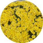 Анастасия К.