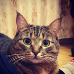 Амир Б.