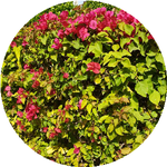 Айжанкыз А.