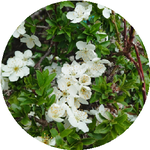 Кристина Қ.