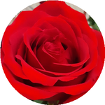 Алтынгуль А.