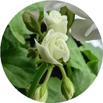 Сандугаш Б.