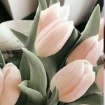 Айтжемал К.