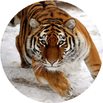 Светлана Т.