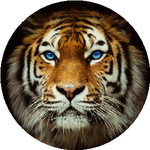 Мамуржон Д.