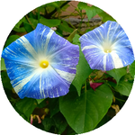 Светлана С.