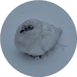 Анастасия З.