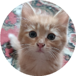 Светлана Н.