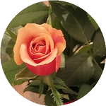 Кадырбек У.