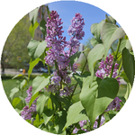 Гульмира Б.