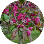 Светлана Л.