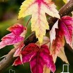 Анжелика Б.