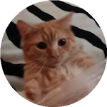 Рахатбек А.