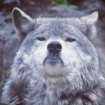 Бейбарыс З.