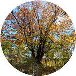 Нуриддин А.