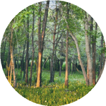 Нұркен Б.