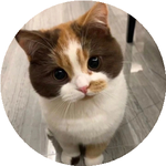 Мадинахан А.