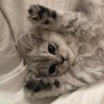 Катерина Ч.