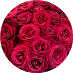 Қарлығаш К.