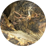 Шамшагуль М.