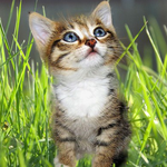 Гульнара И.