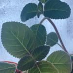 Салтанат Б.