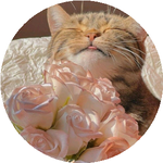 Айгүл Т.