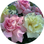 Нурсауле Ж.