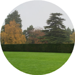 Гүлбағира Т.