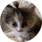 Анастасия Р.