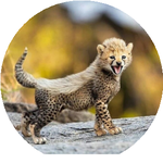 Абдусаттар К.