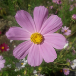 Несібелі Ө.