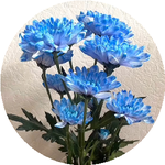 Ақтолқын П.