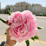 Салтанат Е.