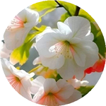 Кристина Л.