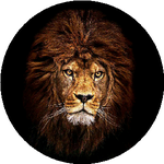 Илхамжан Н.