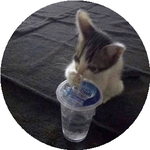 Тамерлан А.