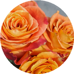 Салтанат А.