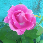 Асемгуль К.