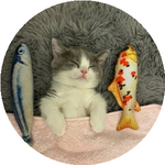 Анастасия О.