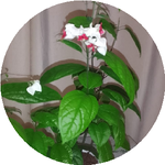 Гульмира Д.