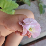 Алтынсыя Д.