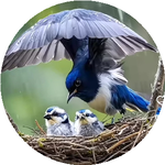 Нұрдәулет С.