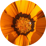 Елизавета Ш.