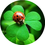 Айгуль А. (Sparklo Kazakhstan)