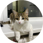 Батырбек Т.