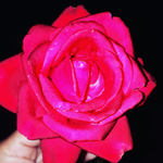 Салтанат Н.