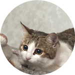 Нұрсұлтан Д.