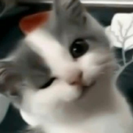 Айдана Д.
