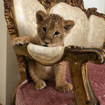 Темірлан Ә.